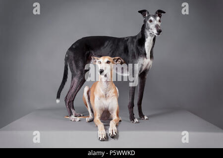 Zwei elegante Windhunde im Studio vor dunklem Hintergrund Stockfoto