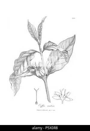 N/A. Abbildung: Coffea arabica 230 (Coffea arabica L., arabischer Kaffee) von einer Ergänzung zu medizinischen Botanik, oder, Teil der Zweiten: mit Platten mit Beschreibungen der meisten der wichtigsten Heilpflanzen nicht in der Materia medica Der stiftskirche Arzneibücher von London und Edinburgh enthalten: Mit einem indizien Detail ihrer Wirkungen begleitet, und der Krankheiten, in denen Sie erfolgreich durch William Woodville beschäftigt sind. 1794. James Phillips 364 Coffea arabica 230 - Grau Stockfoto