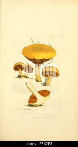 370 farbige Abbildungen der Englischen Pilze oder Pilze - t. 34 Stockfoto