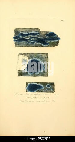 370 farbige Abbildungen der Englischen Pilze oder Pilze - t. 350 Stockfoto