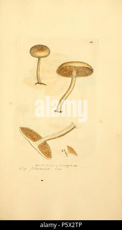 370 farbige Abbildungen der Englischen Pilze oder Pilze - t. 362 Stockfoto