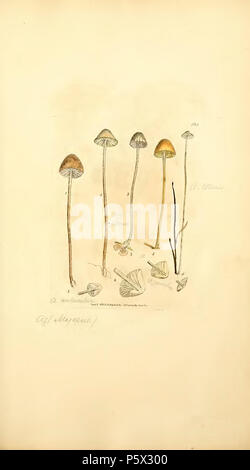 370 farbige Abbildungen der Englischen Pilze oder Pilze - t. 385 Stockfoto