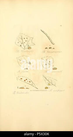 370 farbige Abbildungen der Englischen Pilze oder Pilze - t. 397 Stockfoto