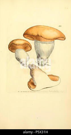 370 farbige Abbildungen der Englischen Pilze oder Pilze - t. 402 Stockfoto