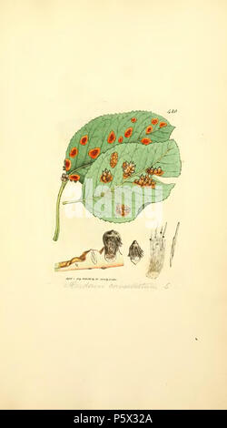 370 farbige Abbildungen der Englischen Pilze oder Pilze - t. 410 Stockfoto