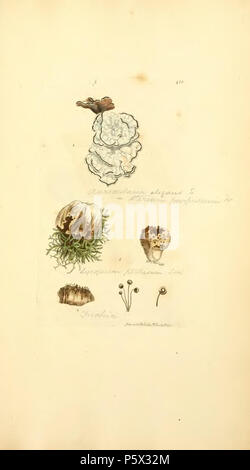 370 farbige Abbildungen der Englischen Pilze oder Pilze - t. 412 Stockfoto