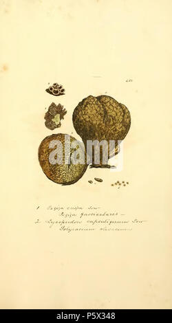 370 farbige Abbildungen der Englischen Pilze oder Pilze - t. 425 Stockfoto