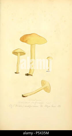 370 farbige Abbildungen der Englischen Pilze oder Pilze - t. 44 Stockfoto