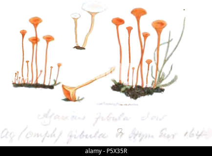 370 farbige Abbildungen der Englischen Pilze oder Pilze - t. 45 Stockfoto