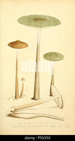 370 farbige Abbildungen der Englischen Pilze oder Pilze - t. 48 Stockfoto