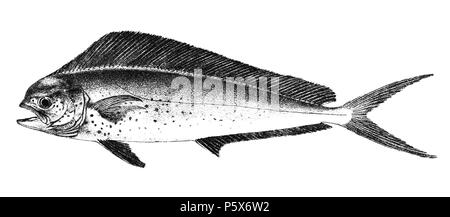 N/A. Die Namen der Arten/Identität notwendig. Die ursprüngliche Platten zeigten die Fische nach rechts und hier gedreht wurden. Coryphaena hippurus. 1878. George Henry Ford (1808 - 1876) Alternative Namen G. H. Ford Beschreibung Künstler Datum der Geburt / Tod 20. Mai 1808 1876 Ort der Geburt / Todes Cape Colony London Authority control: Q VIAF: 317102730 17105498 LCCN: n 2015185868 WorldCat 383 Coryphaena hippurus Ford 53 Stockfoto