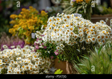 Riga, Lettland. Blumensträuße mit unterschiedlichen Sommer Blumen auf die Ligo-Urlaub. Stockfoto