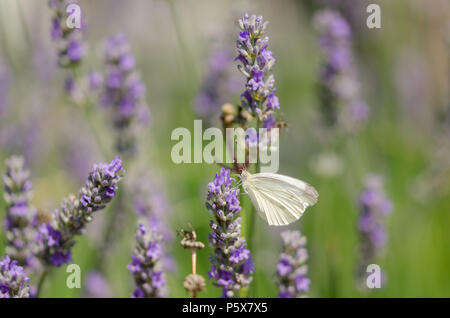 Pieris brassicae Schmetterling am Lavendel Lila Hintergrund verschwommen. Stockfoto