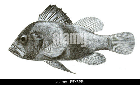 N/A. Diploprion bifasciatum Die Namen der Arten/Identität notwendig. Die ursprüngliche Platten zeigten die Fische nach rechts und haben hier gedreht wurden. Diploprion Bifasciatus. 1878. George Henry Ford (1808 - 1876) Alternative Namen G. H. Ford Beschreibung Künstler Datum der Geburt / Tod 20. Mai 1808 1876 Ort der Geburt / Todes Cape Colony London Authority control: Q VIAF: 317102730 17105498 LCCN: n 2015185868 WorldCat 456 Diploprion bifasciatus Ford 9. Stockfoto