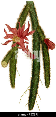 N/A. Englisch: Platte 17, Disocactus flagelliformis von Curtis's Botanical Magazine, Band 1. Von der ursprünglichen bearbeitet, Bild hat maskiert, so dass die Pflanze Farbe korrigiert unabhängig von Papier werden könnte. 1787. Sydenham Edwards (1768 - 1819) Alternative Namen Sydenham Teast Edwards, Sydenham Teaste Edwards, Sydenham Teak Edwards Beschreibung englischer Botaniker und Illustrator Datum der Geburt / Tod 1768 vom 8. Februar 1819 Ort der Geburt Usk, Monmouthshire Arbeit Periode 1787-1815 Arbeit Lage London (1792-1814) Kontrolle: Q 1118055 VIAF: 34803935 ISNI: 0000 0000 6666 6367 ULAN: Stockfoto