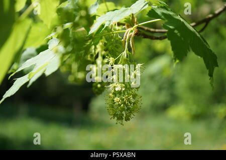 Hängender Blütenstand des Berg-Ahorn (Acer pseudoplatanus) Stockfoto