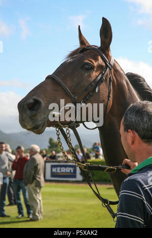 Reinrassige Rennpferde, die gezeigt und um die Parade Ring ging vor den Börsenspekulanten vor dem Rennen. County Kerry, Irland. Stockfoto