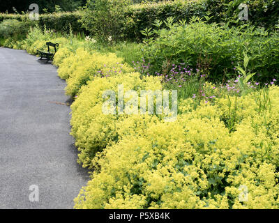 Staudenbeet mit alchemilla Mollis in Blume an Parks Rowntree York Yorkshire England Stockfoto