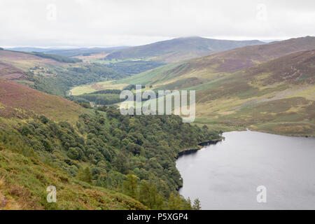 Kommerzielle Forstwirtschaft in den Wicklow Mountains in Irland, die die Zerstörung der fragilen Torf Umfeld bog Stockfoto