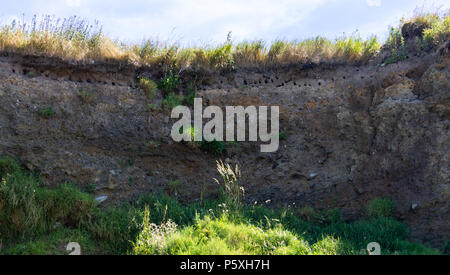 Riparia riparia oder Sand Martin nest Bohrungen auf einem Bröckelnden Sandstrand am Meer Kliff in West Cork, Irland. Stockfoto