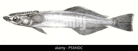 N/A. Die Namen der Arten/Identität notwendig. Die ursprüngliche Platten zeigten die Fische nach rechts und hier gedreht wurden. Brachyptera Echeneis. 1878. George Henry Ford (1808 - 1876) Alternative Namen G. H. Ford Beschreibung Künstler Datum der Geburt / Tod 20. Mai 1808 1876 Ort der Geburt / Todes Cape Colony London Authority control: Q VIAF: 317102730 17105498 LCCN: n 2015185868 WorldCat 492 Echeneis brachyptera Ford 55 Stockfoto