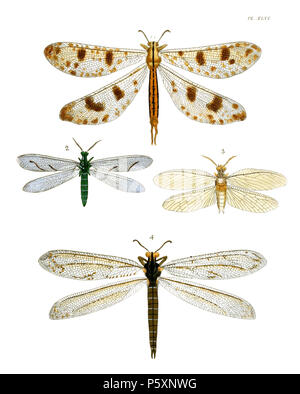 N/A. Englisch: Drury & Westwood 1837' Illustrationen von exotischen Entomologie' Teller XLVI: neuroptera. Abb. 1. (=Palpares libelluloides Myrmeleon libelluloides Abb. 2. Euptilon ornatum Abb. 3. Chauliodes virginiensis (=Chauliodes pectinicornis) Abb. 4. Myrmeleon americanum (=Vella americana). . 1837. Dru Drury (1725-1803), John obadja Westwood (1805 - 1893) 481 DruryV 1 P046 AA Stockfoto