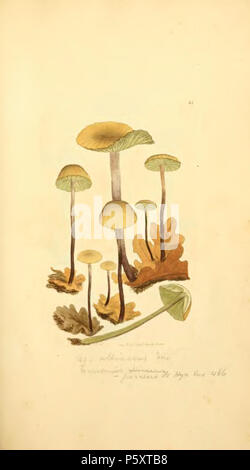 370 farbige Abbildungen der Englischen Pilze oder Pilze - t. 81 Stockfoto
