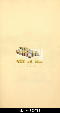 370 farbige Abbildungen der Englischen Pilze oder Pilze - t. 85 Stockfoto