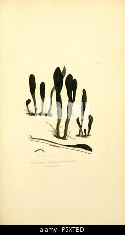 370 farbige Abbildungen der Englischen Pilze oder Pilze - t. 83 Stockfoto