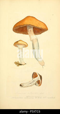 370 farbige Abbildungen der Englischen Pilze oder Pilze - t. 9. Stockfoto
