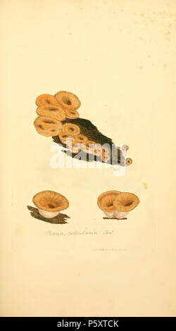 370 farbige Abbildungen der Englischen Pilze oder Pilze - t. 91 Stockfoto