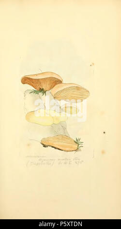 370 farbige Abbildungen der Englischen Pilze oder Pilze - t. 98 Stockfoto