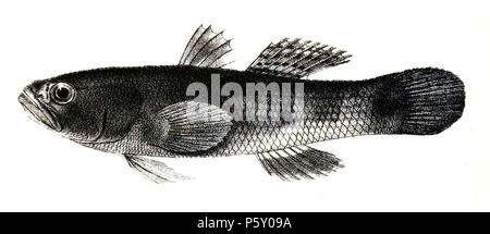 N/A. Ophiocara porocephala Syn. Eleotris porocephalus Die Namen der Arten/Identität notwendig. Die ursprüngliche Platten zeigten die Fische nach rechts und hier gedreht wurden. Eleotris porocephalus. 1878. George Henry Ford (1808 - 1876) Alternative Namen G. H. Ford Beschreibung Künstler Datum der Geburt / Tod 20. Mai 1808 1876 Ort der Geburt / Todes Cape Colony London Authority control: Q VIAF: 317102730 17105498 LCCN: n 2015185868 WorldCat 504 Eleotris porocephalus Ford 67 Stockfoto