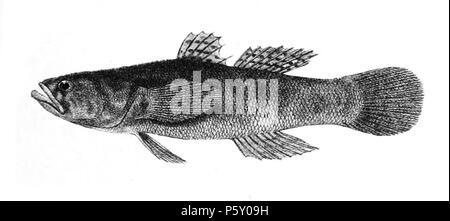 N/A. Die Namen der Arten/Identität notwendig. Die ursprüngliche Platten zeigten die Fische nach rechts und hier gedreht wurden. Eleotris fusca. 1878. George Henry Ford (1808 - 1876) Alternative Namen G. H. Ford Beschreibung Künstler Datum der Geburt / Tod 20. Mai 1808 1876 Ort der Geburt / Todes Cape Colony London Authority control: Q VIAF: 317102730 17105498 LCCN: n 2015185868 WorldCat 504 Eleotris fusca Ford 65 Stockfoto