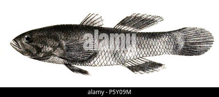 N/A. Ophiocara porocephala Syn. Eleotris ophiocephalus Die Namen der Arten/Identität notwendig. Die ursprüngliche Platten zeigten die Fische nach rechts und hier gedreht wurden. Eleotris ophiocephalus. 1878. George Henry Ford (1808 - 1876) Alternative Namen G. H. Ford Beschreibung Künstler Datum der Geburt / Tod 20. Mai 1808 1876 Ort der Geburt / Todes Cape Colony London Authority control: Q VIAF: 317102730 17105498 LCCN: n 2015185868 WorldCat 504 Eleotris ophiocephalus Ford 67 Stockfoto