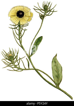 N/A. Englisch: Platte 35, Crepis lanceolata (Tolpis lanceolata) von Curtis's Botanical Magazine, Band 1. Von der ursprünglichen bearbeitet, Bild hat maskiert, so dass die Pflanze Farbe korrigiert unabhängig von Papier werden könnte. 1787. James Sowerby (1757-1822) Alternative Namen Sowerby Beschreibung Illustrator, Naturforscher und Herausgeber der Vater von James de Carle Sowerby, der Vater von George Brettingham sowerby ich Datum der Geburt / Tod 21 März 1757 25. Oktober 1822 Ort der Geburt / Todes Lambeth, London, England Lambeth, London, England arbeiten Ort London, England Authority control: Q 1235813 VIAF: 61 Stockfoto