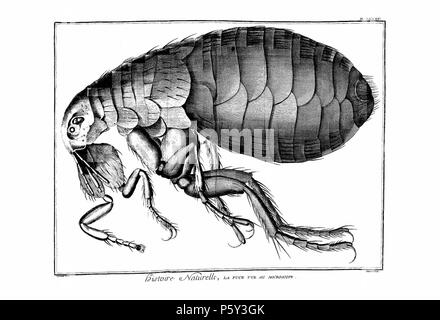 N/A. Englisch: Planches de l'encyclopédie de Diderot et d'Alembert, Band 5, Histoire Naturelle, PL. 85. 1768 (Veröffentlichung). Unbekannt 514 Encyclopedie volume5-140 Stockfoto