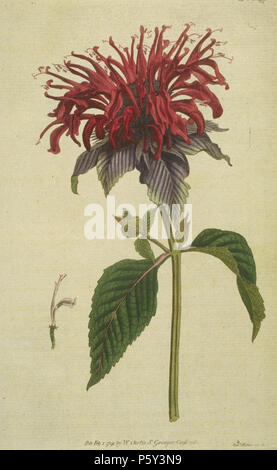 N/A. Englisch: Reproduktion eines Bildes, das in der Botanical Magazine Vol. 5 erschienen. 145 (1792). Es zeigt Monarda didyma (damals noch genannt Monarda fistulosa) von Sydenham Edwards. Die Quelle befindet sich NAL, die US-Regierung Website, hat viele Bilder frei reproduzieren. Dies war über viele Alternativen ausgewählt. Die Seite sagt, es im Jahre 1791 veröffentlicht wurde, im Jahre 1796 neu aufgelegt. 1791. Sydenham Edwards 395 Curtis's Botanical Magazine, Platte 145 Stockfoto