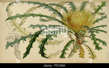 N/A. Dies ist ein gedrehtes Bild der Platte 4635 von Band 78 der Curtis's Botanical Magazine, mit dem Titel "ryandra nobilis. Stattliche Marbles". Die Arten dargestellt ist nun bekannt als Banksia nobilis (Golden Marbles). Der begleitende Text enthält die Beschriftung 'Blumen: - vergrößerte." in Bezug auf das kleinere Bild im Hintergrund auf der linken Seite. 1852. Walter Hood Fitch (1817-1892) Alternative Namen W. H. Fitch; Walter H.; Fitch Fitch Beschreibung britischen Graveur und Botaniker Geburtsdatum / Tod 28. Februar 1817 14. Januar 1892 Ort der Geburt / Todes Glasgow London Arbeiten Zeitraum 1834-1888 Stockfoto