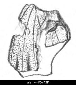 N/A. Englisch: Abbildung: Cyllonium hewitsonianum Fossil. Ursprünglich Abbildung 27 der Platte 18 in Westwood, 1854. Q. in der Jl Geol. Soc. Lond. 10: 395, 396. 13 Juli 2011. en: John obadja Westwood 396 Cyllonium hewitsonianum Stockfoto