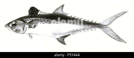 N/A. Scomberomorus guttatus Syn. Cybium guttatum Die Namen der Arten/Identität notwendig. Die ursprüngliche Platten zeigten die Fische nach rechts und hier gedreht wurden. Cymbium guttatum. 1878. George Henry Ford (1808 - 1876) Alternative Namen G. H. Ford Beschreibung Künstler Datum der Geburt / Tod 20. Mai 1808 1876 Ort der Geburt / Todes Cape Colony London Authority control: Q VIAF: 317102730 17105498 LCCN: n 2015185868 WorldCat 396 Cymbium guttatum Ford 55 Stockfoto