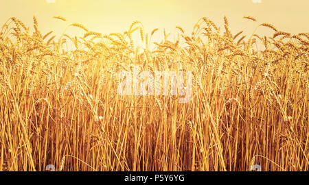 Reife Ähren im Feld während der Ernte. Landwirtschaft Sommer Landschaft. Ländliche Szene. Panoramic Image Stockfoto