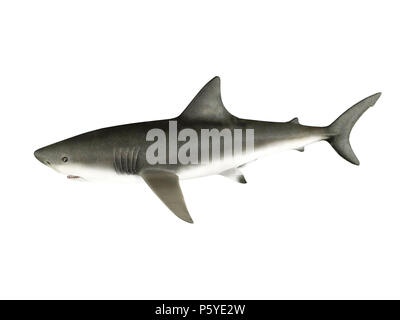 3D-Render shark auf weißem Hintergrund Stockfoto