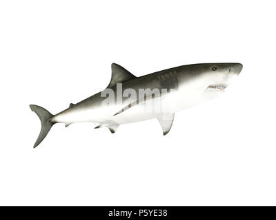 3D-Render shark auf weißem Hintergrund Stockfoto