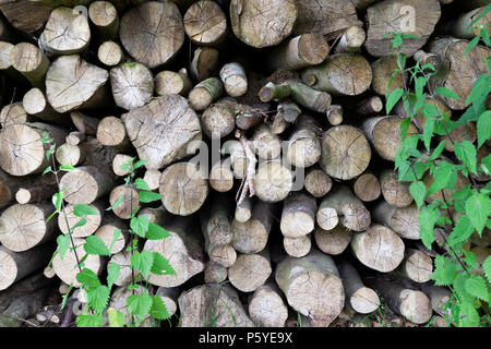 Stapel von Hackgut Stockfoto