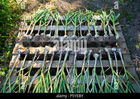 Knoblauch zwiebelpflanze Ernte, Trocknung auf eine Holzpalette in einem Land Garten im Juni Hitzewelle Sommer Carmarthenshire Dyfed Wales UK KATHY DEWITT Stockfoto