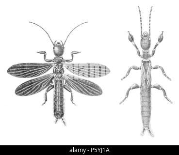 N/A. Embia major, Embioptera. 1913 (Vermächtnis). John obadja Westwood (1805 - 1893) Alternative Namen Westwood; John Westwood; John O. Westwood Beschreibung britische Entomologe, Archäologe und Illustrator Datum der Geburt / Tod 22. Dezember 1805 2 Januar 1893 Ort der Geburt / Todes Sheffield Oxford Authority control: Q 1236294 VIAF: 64107143 ISNI: 0000 0000 8143 4230 87132507 LCCN: n NLA: 35209755 Open Library: OL 154877 ein WorldCat 507 Embia major Stockfoto