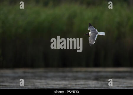 UNITED STATES: Juni 27, 2018; Laughing Gull:: Larus atricilla, Ocracoke Island North Carolina. Foto von Douglas Graham/WLP Stockfoto