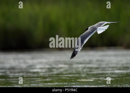 UNITED STATES: Juni 27, 2018; Laughing Gull:: Larus atricilla, Ocracoke Island North Carolina. Foto von Douglas Graham/WLP Stockfoto