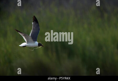 UNITED STATES: Juni 27, 2018; Laughing Gull:: Larus atricilla, Ocracoke Island North Carolina. Foto von Douglas Graham/WLP Stockfoto